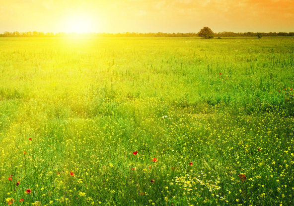 Beautiful sunset on a spring field